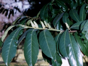Prunus Laurocerasus.jpg